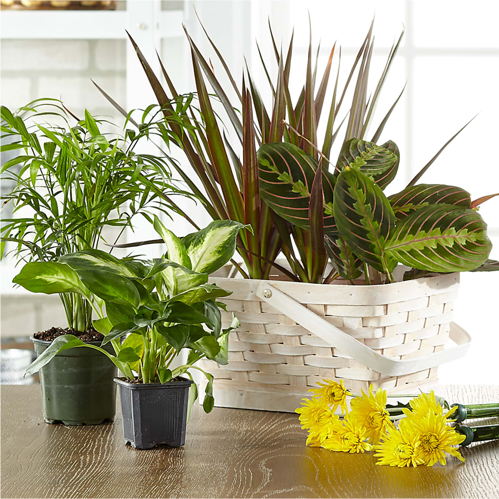Florist Designed Blooming and Green Plants in a Basket – Paiges Petals Floral Design, Stanton MI