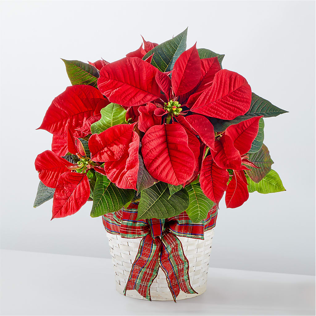 Happiest Holidays Poinsettia – Paiges Petals Floral Design, Stanton MI