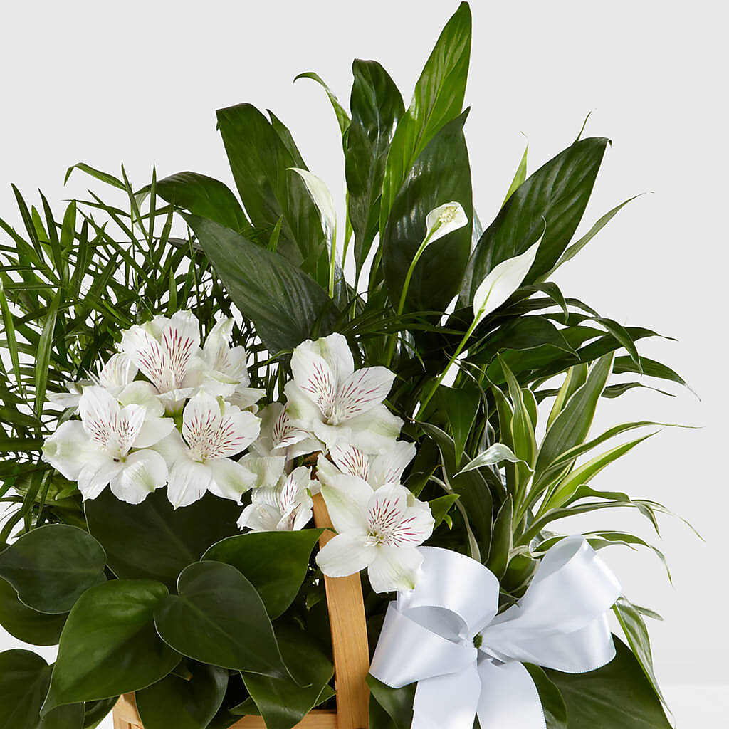 Peace & Serenity Dishgarden – Paiges Petals Floral Design, Stanton MI