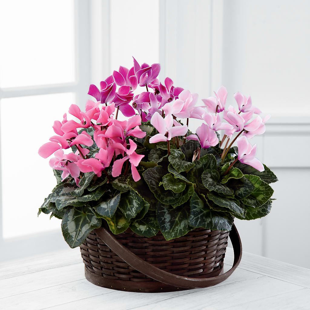 Mixed Cyclamen Planter – Paiges Petals Floral Design, Stanton MI