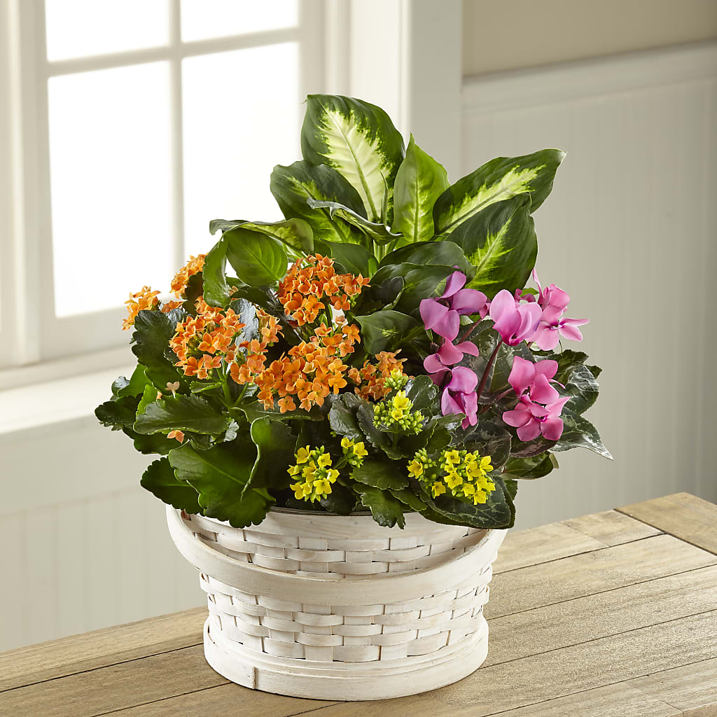 Color Crush Dishgarden – Paiges Petals Floral Design, Stanton MI