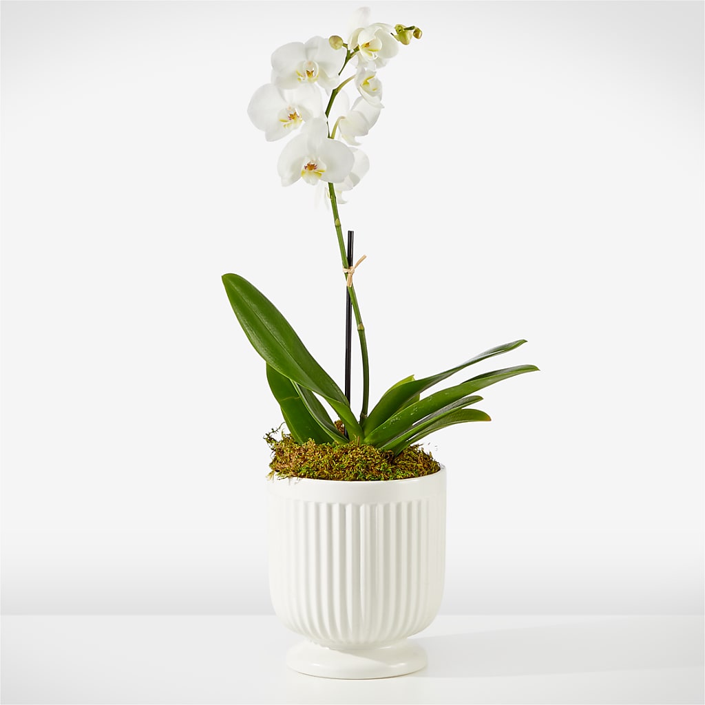Whispering White Orchid – Paiges Petals Floral Design, Stanton MI