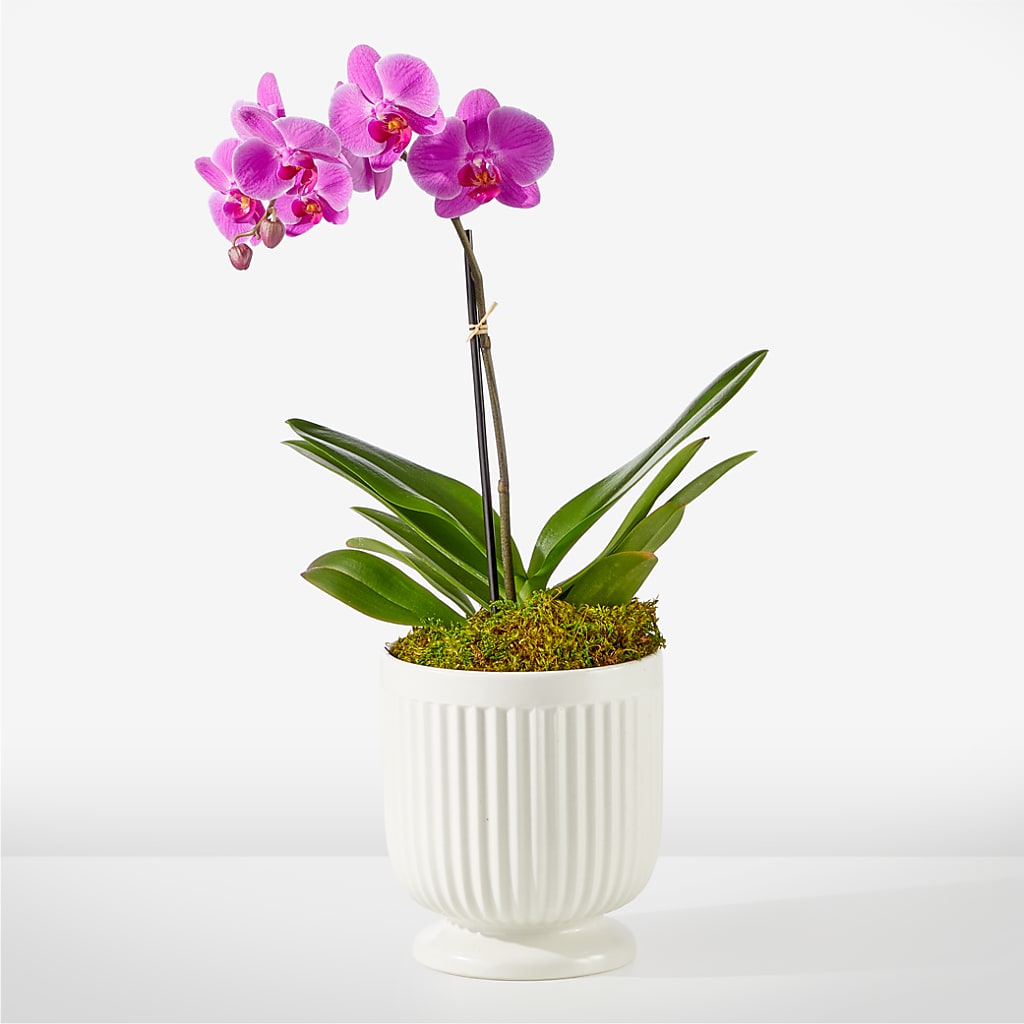 Friendly Fuchsia Orchid – Paiges Petals Floral Design, Stanton MI