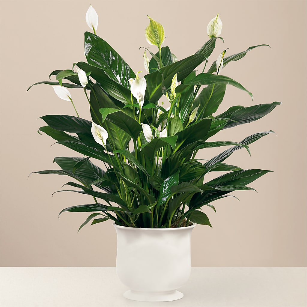 Comfort Planter – Paiges Petals Floral Design, Stanton MI