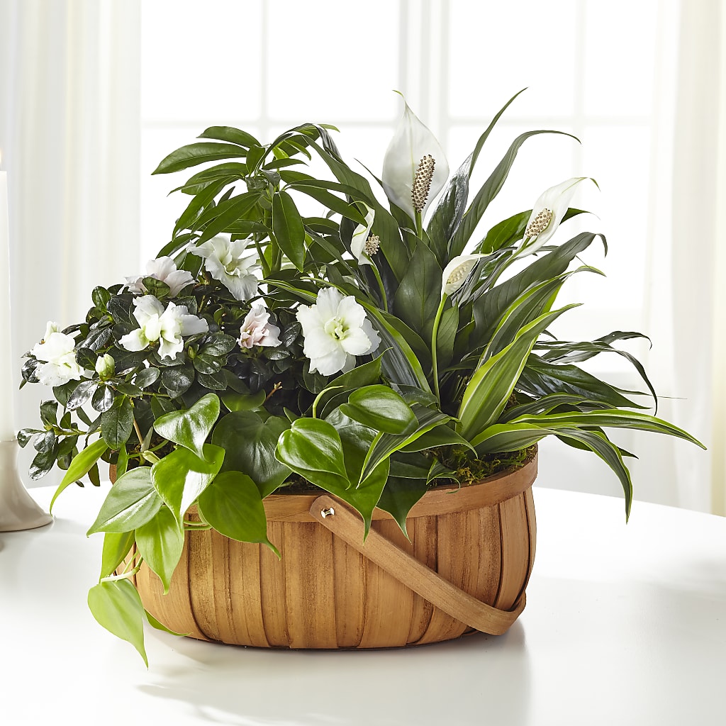 Serene Dishgarden – Paiges Petals Floral Design, Stanton MI