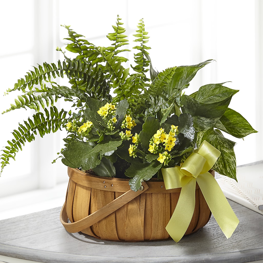 Always Dear Dishgarden – Paiges Petals Floral Design, Stanton MI