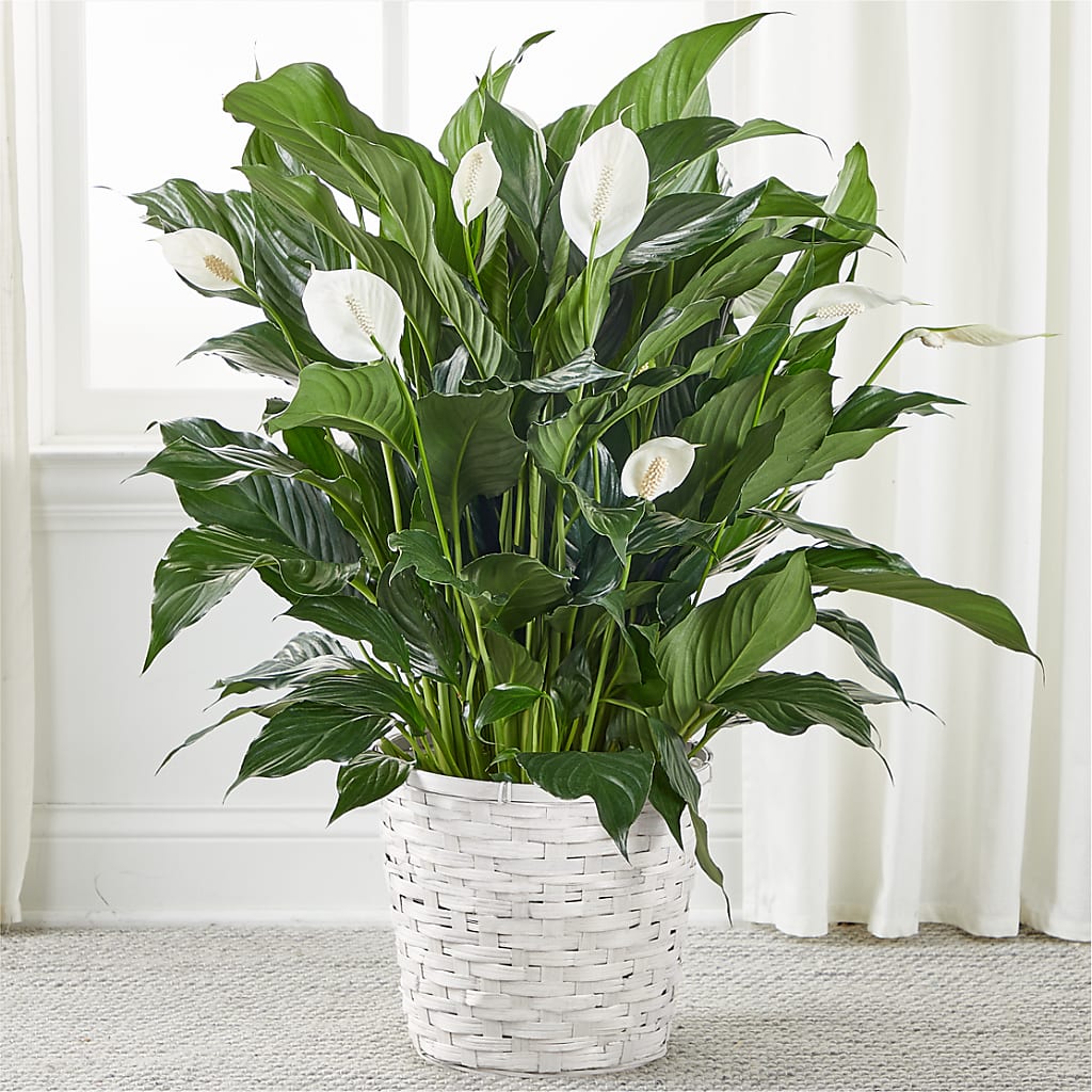 A New Leaf Peace Lily – Paiges Petals Floral Design, Stanton MI