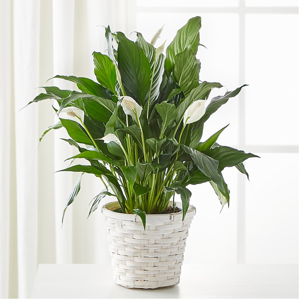 A New Leaf Peace Lily – Paiges Petals Floral Design, Stanton MI