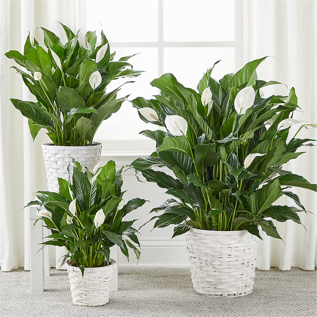 A New Leaf Peace Lily – Paiges Petals Floral Design, Stanton MI