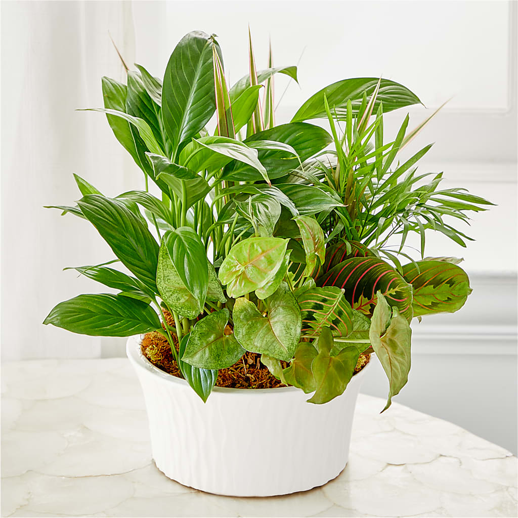 Balance & Harmony Dishgarden – Paiges Petals Floral Design, Stanton MI