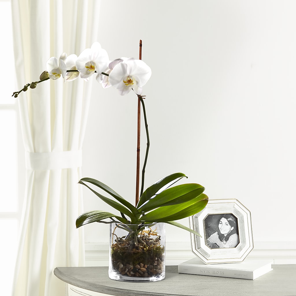 White Orchid Planter – Paiges Petals Floral Design, Stanton MI