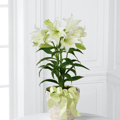 Easter Lily Plant –  Paiges Petals Floral Design, Stanton MI