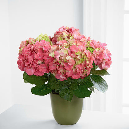 Pink Hydrangea Planter –  Paiges Petals Floral Design, Stanton MI