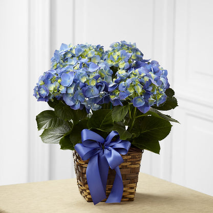 Blue Hydrangea Planter –  Paiges Petals Floral Design, Stanton MI