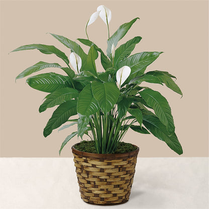 Tranquil Moments Peace Lily Plant –  Paiges Petals Floral Design, Stanton MI