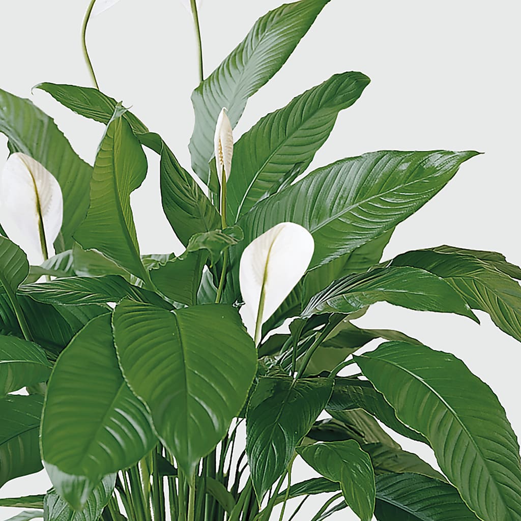 Tranquil Moments Peace Lily Plant –  Paiges Petals Floral Design, Stanton MI