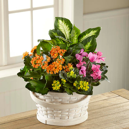 Color Crush Dishgarden –  Paiges Petals Floral Design, Stanton MI