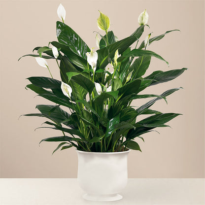 Comfort Planter –  Paiges Petals Floral Design, Stanton MI