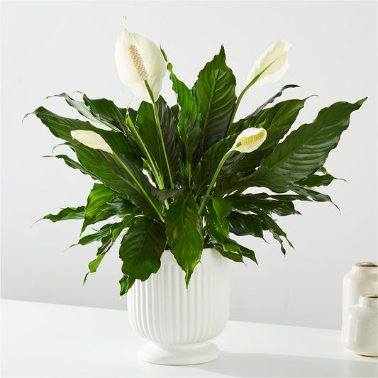 Comfort Planter –  Paiges Petals Floral Design, Stanton MI