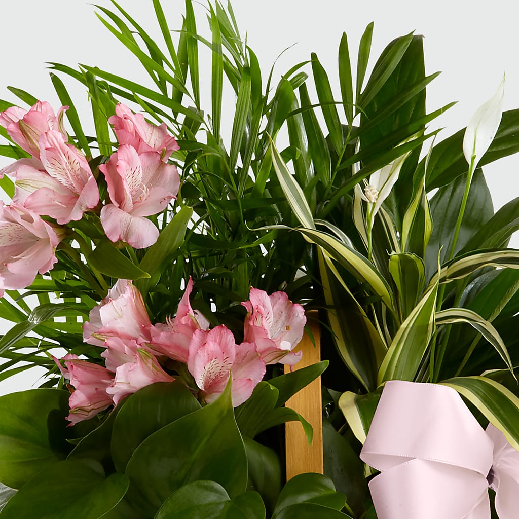 Living Spirit Dishgarden –  Paiges Petals Floral Design, Stanton MI