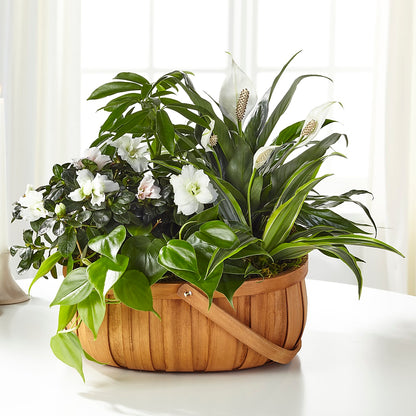 Serene Dishgarden –  Paiges Petals Floral Design, Stanton MI