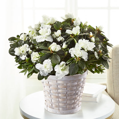 White Azalea Plant –  Paiges Petals Floral Design, Stanton MI