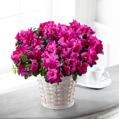 Hope & Serenity Azalea Plant –  Paiges Petals Floral Design, Stanton MI