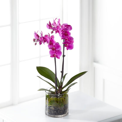 Pink Orchid Plant –  Paiges Petals Floral Design, Stanton MI