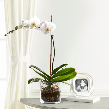 White Orchid Planter –  Paiges Petals Floral Design, Stanton MI